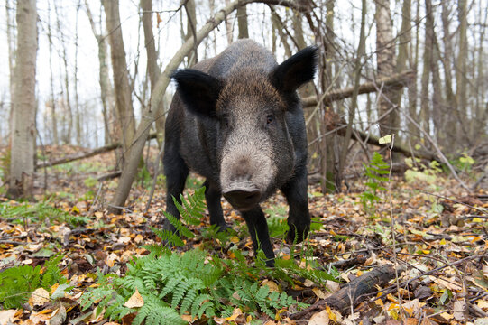 Wild boar (Sus scrofa) Irkutsk, Siberia, Russia. October. 