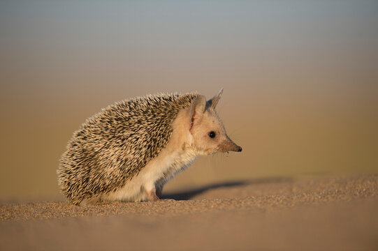 Long-eared hedgehog (Hemiechinus auritus) Gobi Desert, Mongolia. May. 