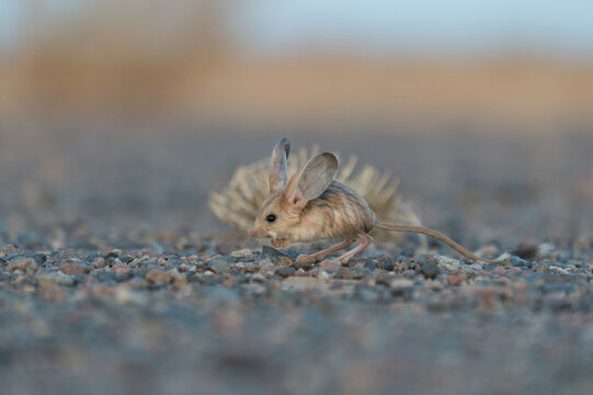 Long-eared jerboa (Euchorentes naso) South Gobi Desert, Mongolia. June. 