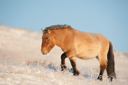 Przewalski horse (Equus ferus przewalski) Khustain Nuruu National Park, Mongolia. December. 