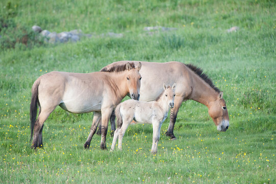 Przewalski horses (Equus ferus przewalski) with foal, Khustain Nuruu National Park, Mongolia. June. 