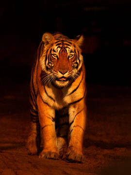 Bengal tiger (Panthera tigris) tigress Arrowhead Ranthambhore, India 