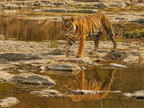 Bengal tiger (Panthera tigris) male, called Jam, Ranthambhore, India 