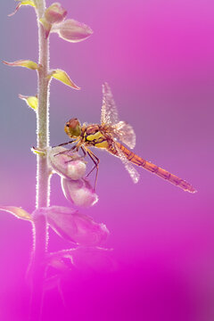Common darter dragonfly (Sympetrum striolatum) resting on Foxglove (Digitalis purpurea) with dew droplets on wings. Cornwall, England, UK. June. 