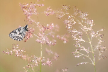Marbled white butterfly (Melanargia galathea), roosting on dew covered Bent grass (Agrostis sp) at dawn. Devon, England, UK. July. 