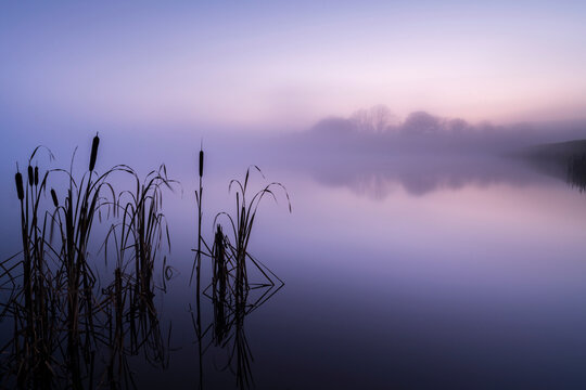 Reedmace (Typha latifolia) silhouetted and reflected in lake at dawn. Lower Tamar Lakes, Cornwall, England, UK. November 2020. 