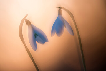 Snowdrop (Galanthus nivalis), two at sunset, double exposure. Cornwall, England, UK. February. 