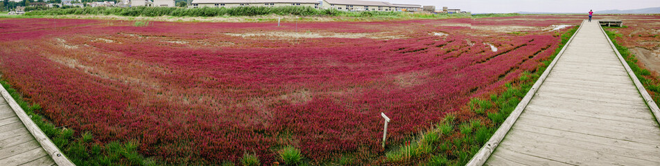 Successful restoration of coral grass (Akkeshisou) colony within Lake Notoro in the Abashiri Quasi-National Park of Hokkaido, Japan