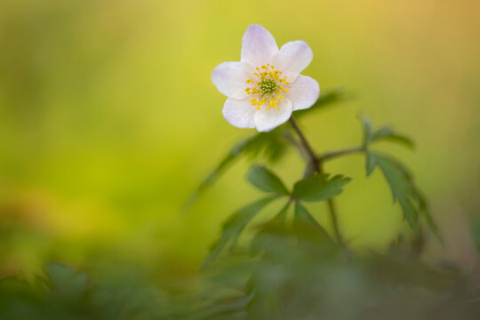 Wood anemone (Anemone nemorosa). Cornwall, England, UK. April. 
