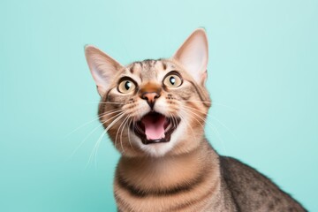 Lifestyle portrait photography of a smiling havana brown cat meowing while standing against pastel or soft colors background