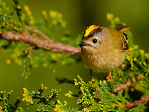 Goldcrest (Regulus regulus) male showing crest to another male in spring, UK, April.  