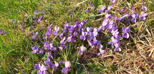 Violet viola hirta flowers bloom in a clearing in the forest on a spring sunny day. Panorama.