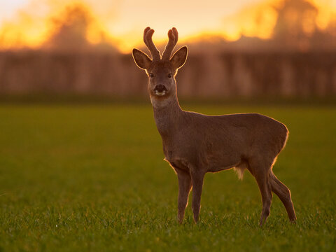 Roe Deer (Capreolus capreolus) buck in early spring, March, UK. 