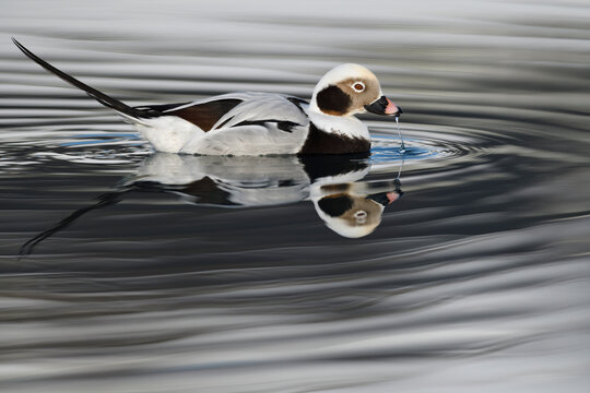 Long-tailed duck or Old-squaw (Clangula hyemalis) male, Varanger Peninsula, Norway, Scandinavia 