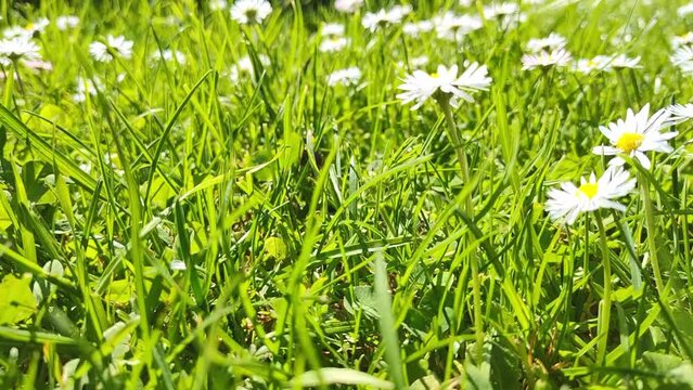sch&ouml;ne gr&uuml;ne Wiese mit vielen G&auml;nsebl&uuml;mchen im Gras, gelbe L&ouml;wenzahnbl&uuml;te, Nahaufnahme
