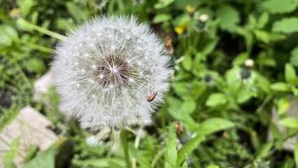 macro photo of a dandelion with a beetle on top