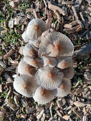 Cluster of mushrooms appeared through the wood chips after the rain 