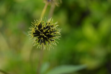 Close Up Portrait Of A Black Jack Wild Flower