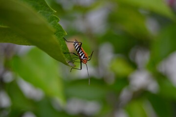 Naklejka premium Close Up Photo Of An Orange Bug Perched On A Leaf