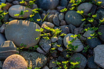 Grass grew through the stones. A ray of sun beautifully illuminates the delicate leaves of the plant.