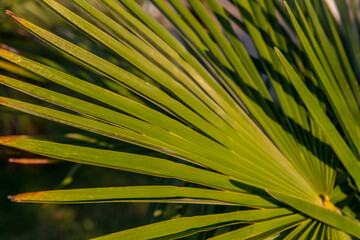Palm tree leaf close up. Great for background, wallpaper, design.