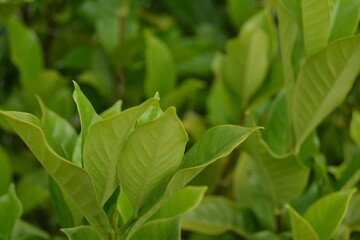 Photo Of Green Bushes In The Garden