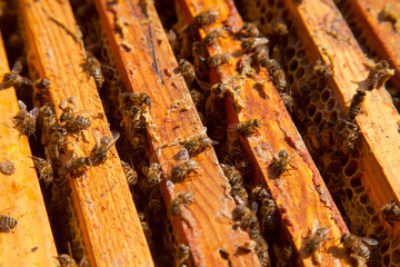 Open hive showing the bees swarming on a honeycomb..