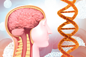 Human brain anatomy with DNA strand. 3d illustration.