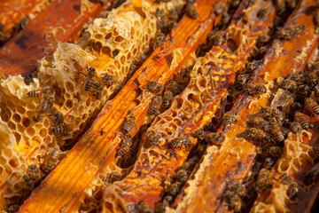 Open hive showing the bees swarming on a honeycomb..