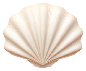 PNG Seashell white background invertebrate simplicity.