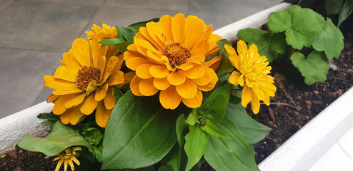 Close-up of yellow zinnia flowers bloom in a flowerbed. Panorama.