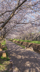 日本の桜並木｜千葉市・おゆみ野四季の道・おゆみ野の道