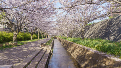 日本の桜並木｜千葉市・おゆみ野四季の道・おゆみ野の道