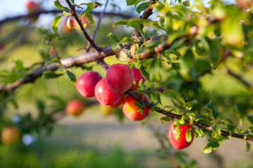 Ripe cherry plum berries in the garden on a tree. Growing cherry plums in a orchard..