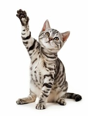 Tabby small cat on a white background