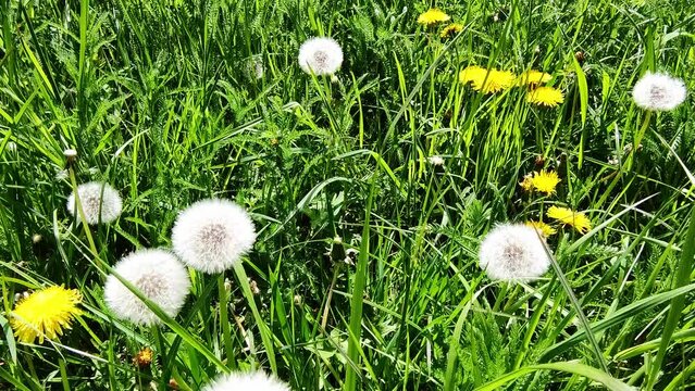 sch&ouml;ne gr&uuml;ne Wiese mit wei&szlig;en Pusteblumen, L&ouml;wenzahn, Nahaufnahme, Samen, Pollen
