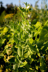 Flowers of pea with pods in the vegetable garden over blurry background..