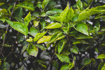 Photo Of Green Bushes In The Garden