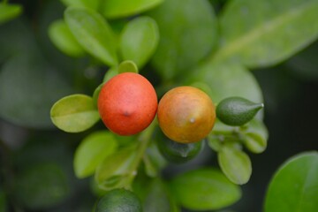 Close Up Photo Of Small Red Fruits In Bushes