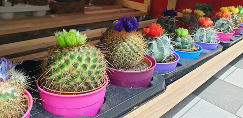 Cacti ( mammillaria ) with colorful flowers stand on a shelf in a store. Panorama.