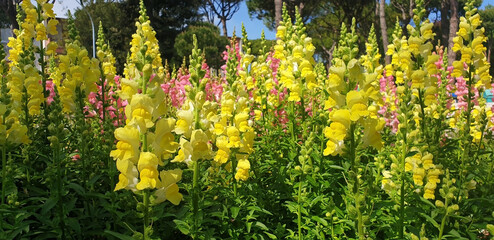 Antirrhinum bushes with yellow and pink flowers bloom in the park. Panorama.