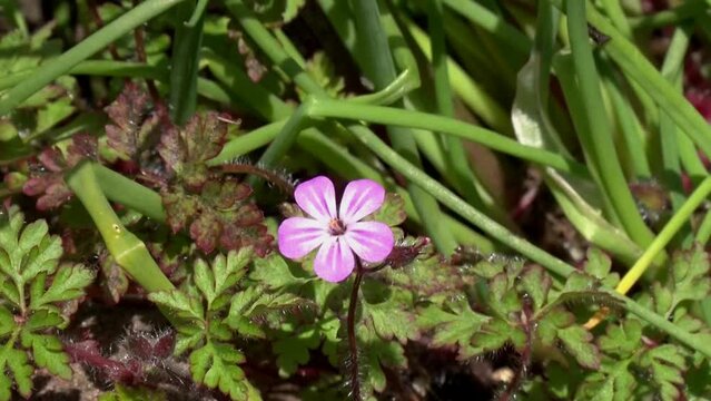 Herb-Robert,Geranium robertianium. Single flower with nearby spider. Spring. UK