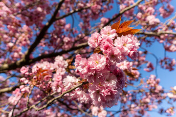 Pink cherry blossom flowers on a tree in Spring