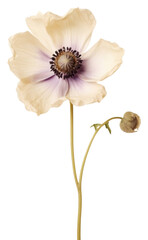 Naklejka premium PNG Real Pressed a Anemone flower blossom anemone petal.
