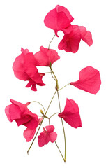 PNG  Real Pressed a bougainvillea flowers petal plant rose.