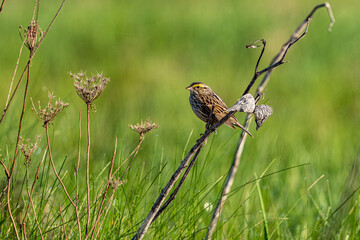 sparrow on a branch
