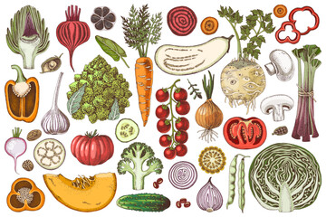Fresh vegetables hand drawn collection