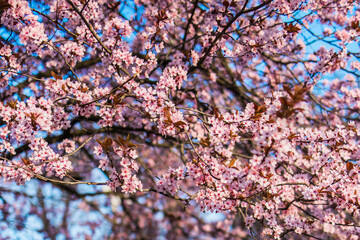 Selective focus of beautiful branches of pink Cherry blossom on the tree under blue sky, Beautiful Sakura flowers during spring season in the park, Nature floral background with copy space. Blooming