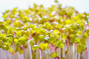 Red radish sprouts close-up. Growing micro greens for a healthy diet. Vegan food.