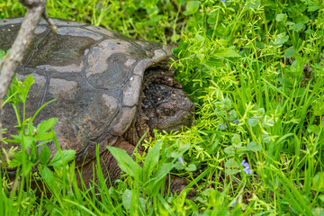 turtle on the grass